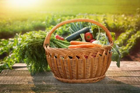 Vegetables on the table in basket Stock Photos