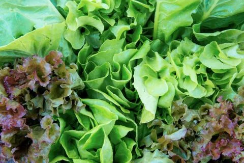 Vegetables with texture background. Fotos de archivo