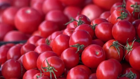 Vegetables, tomatoes, cucumbers and sweet peppers on the counter close-up Stock Footage 145232131