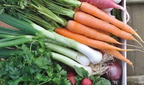 Vegetables in tray Stock Photos