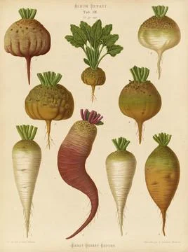 Vegetables, turnips, sugar beet and chard root, after Ernst Samuel Benary (10 Stock Illustration