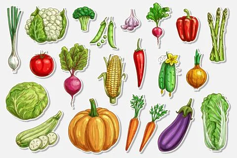 Vegetables vector sketch stickers, fresh farm food Stock Illustration