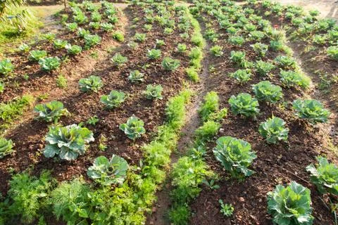 Vegetables in the vegetable field Stock Photos