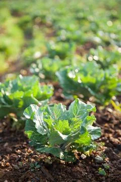 Vegetables in the vegetable field Stock Photos