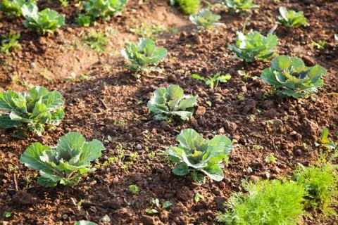 Vegetables in the vegetable field Stock Photos