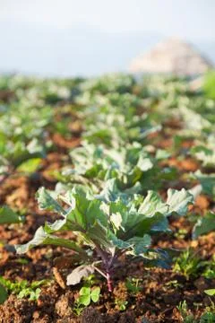 Vegetables in the vegetable field Stock Photos
