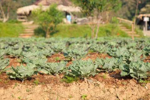 Vegetables in the vegetable field Stock Photos