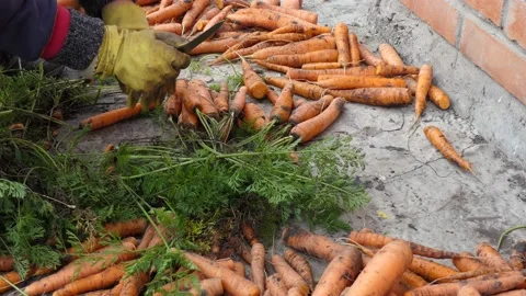 Vegetables, vegetarian. The hands of a farm worker cuts a fresh carrot. Vídeos de archivo 140259155