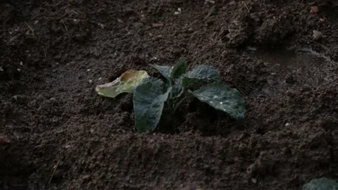 Vegetables Watering, Vegetables Irrigation Stock Footage 157607408