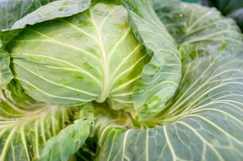 Vegetables, white lotus Stock Photos