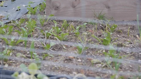 Vegetables in the wind, growing in garden Stock Footage 129474174