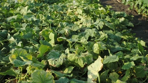 Vegetables wither, tomato leaf wilted Stock Footage 221540363