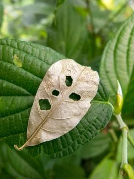 Vegetal leaf looking like a angry face - pareidolia Stock Photos
