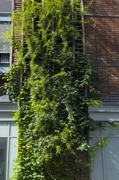 Vegetal wall in Paris Stock Photos