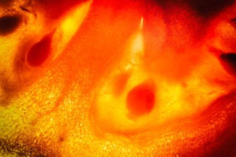 Vegetarian abstract background. Stock Photos