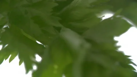 Vegetarian cuisine Stock Footage 64122537