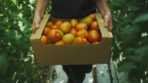 Vegetarian food. Growing, harvesting tomatoes, vegetables in greenhouse. Close Stock Footage 294516063