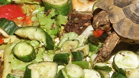 Vegetarian lunch. Turtle absorbs cucumbers and tomatoes Stock Footage 110748633