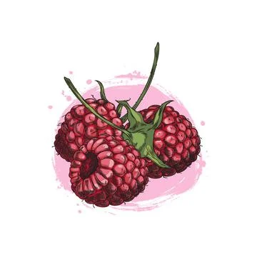 Vegetarian raspberry illustration. Isolated vector berry. Stock Illustration