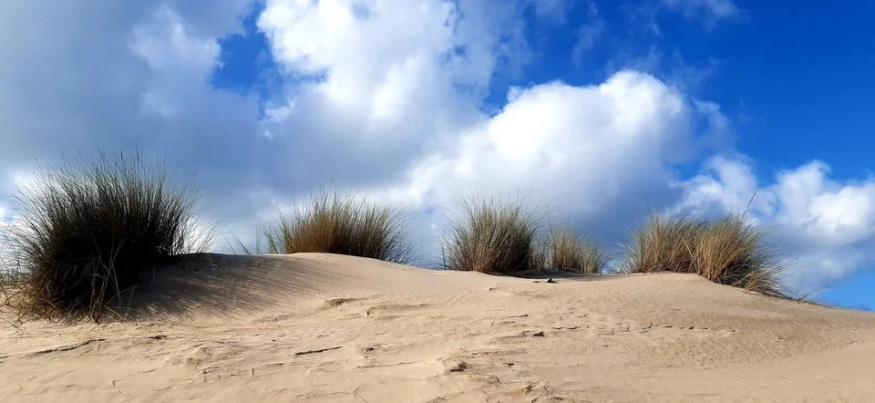 Vegetated dune. 库存照片