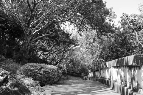 Vegetated Trail Foto stock