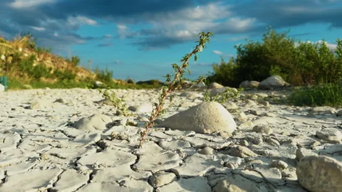 Vegetation adapts to dry and arid soil Stock Footage 293382865