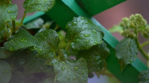 Vegetation after rain Stock Footage 111414823