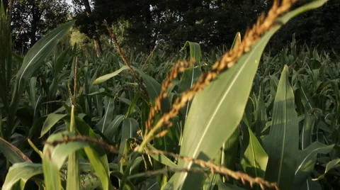 Vegetation along the river Stock Footage 60963738