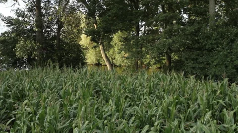 Vegetation along the river Stock Footage 60963934