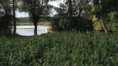 Vegetation along the river Stock Footage 60964266