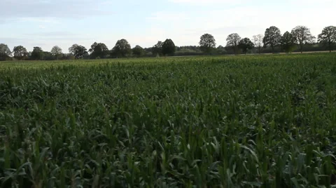 Vegetation along the river Stock Footage 60964620