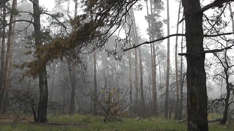 Vegetation and fog Vídeo Stock 38731680