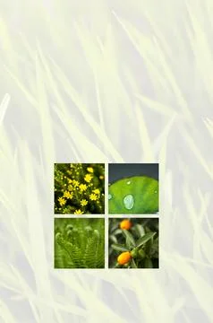Vegetation and grass background Stock Photos