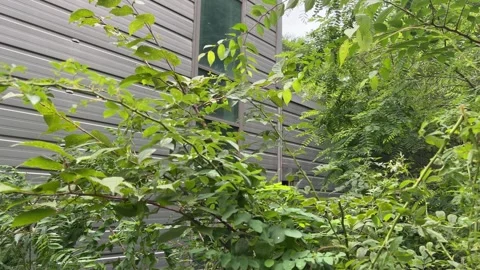 Vegetation and Green Branches Surround a Gray Corrugated Metal Modular Building 库存影片 342343794