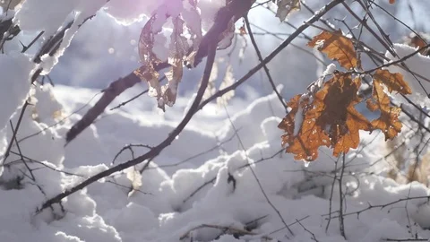 Vegetation and leaves under first snow shallow DOF Stock Footage 72950226