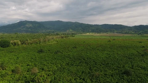 Vegetation and mountains Video stock 124716445