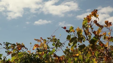 Vegetation and sky Video stock 82911311