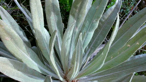 Vegetation of the andes mountains Stock Footage 231736478