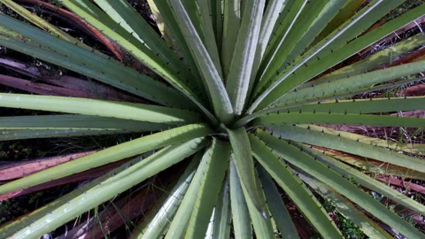 Vegetation of the andes mountains Stock Footage 231736591