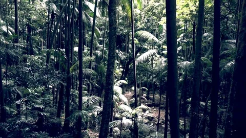 Vegetation of an Australian rainforest Stock Footage 85167087