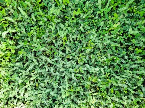 Vegetation background with green spring grass Stock Photos