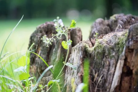 Vegetation on the background of an old trunk. Stock Photos