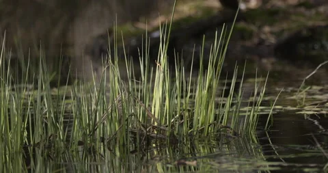 Vegetation on the backwaters, 4K slomo Stock Footage 237467979