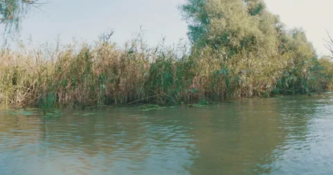 Vegetation on Banks of Danube Stock Footage 162012913