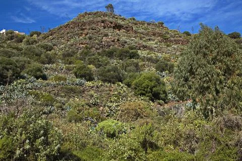 Vegetation in Barranco de los Cernicalos on Gran Canaria Stock Photos