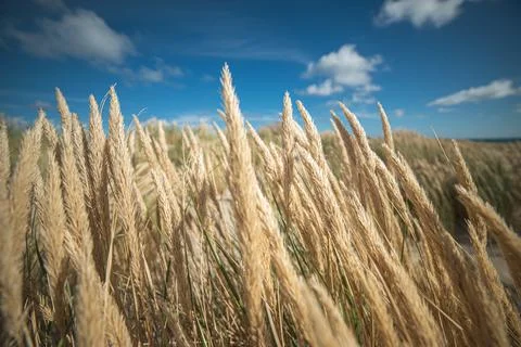 Vegetation at the beach of Denmark Stock Photos