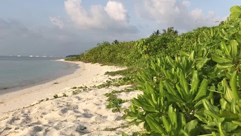 Vegetation on a beach during sunset in Dhiffushi Island, Maldives Stock Footage 80022981