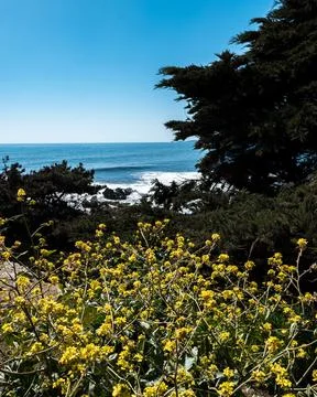 Vegetation on the beach of Punta de Lobos on a sunny day. Stock Photos
