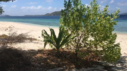 Vegetation on the beach sways with the wind Stock Footage 147983580