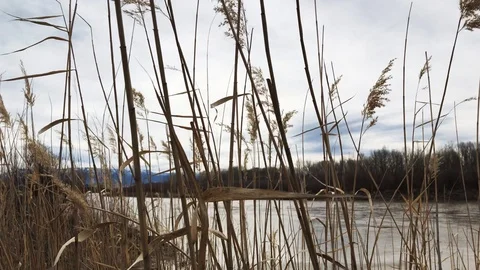 Vegetation Blowing in breeze Stock Footage 106399831